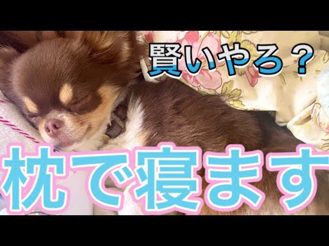 犬 動画 自粛