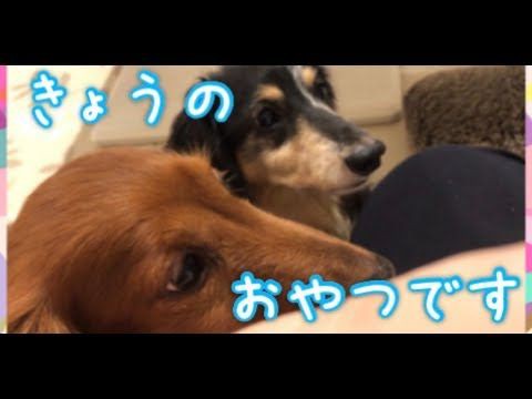 犬猫動画 19 かわいい犬 おもしろいペット動画 長さ 2 01 犬猫おもしろ動画まとめ