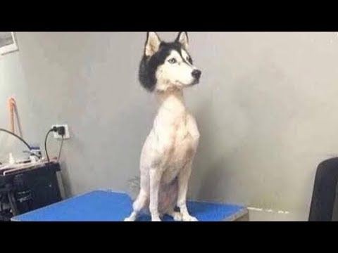 犬猫動画 19 おもしろ動物 あり得ないことする動物 犬 猫 おもしろ犬 猫のハプニング 失敗動画集 Part5 長さ 3 27 犬 猫おもしろ動画まとめ