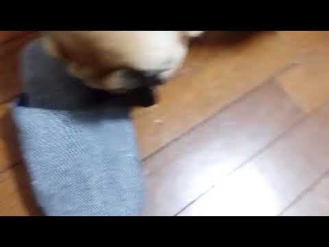 犬猫動画 Pug おもしろ犬パグ犬ムゥ スリッパの中にウィンナーが 長さ 1 39 犬猫おもしろ動画まとめ