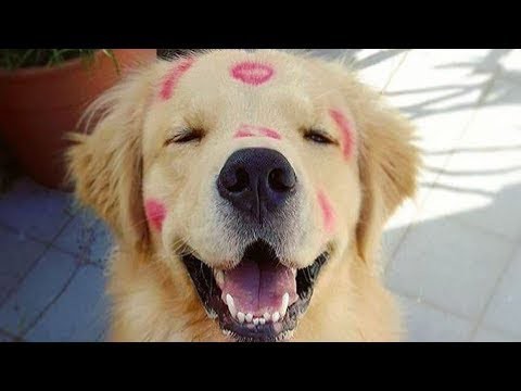 犬猫動画 かわいいゴールデンレトリバー犬の最高に可愛い おもしろハプニング動画集 22 長さ 10 29 犬猫おもしろ動画まとめ