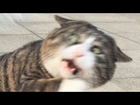 犬猫動画 ジワジワ来るww ネコのおもしろ画像集 おもしろ可愛い猫のツイートまとめ 疲れた時にどうぞ 癒されて笑える 長さ 12 40 犬猫おもしろ動画まとめ