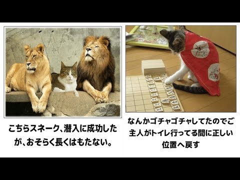 犬猫動画 最高におもしろ犬 猫 動物のハプニング 動物おもしろ画像 吹いたら負け ペット 49 長さ 2 55 犬猫おもしろ 動画まとめ