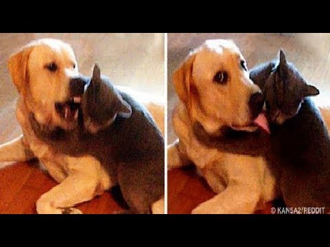 犬猫動画 面白い猫と犬 笑わないようにしようとしてください かわいい猫犬の動画 ベスト 18 コレクション 29 長さ 10 27 犬猫おもしろ動画まとめ