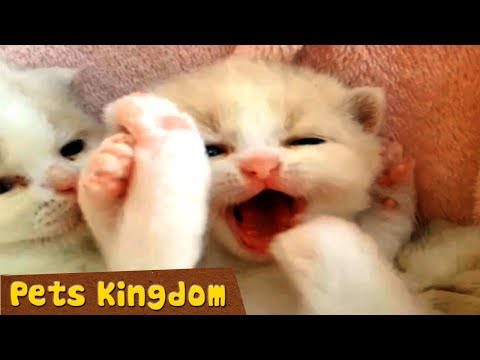 犬猫動画 かわいい子猫 おかしい子猫 おもしろ猫動画 Hd Pkd260 長さ 5 23 犬猫おもしろ動画まとめ