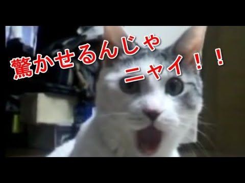 犬猫動画 猫 きゅうりに驚き飛び跳ねる連発 かんべんして欲しいニャん 長さ 2 29 犬猫おもしろ動画まとめ