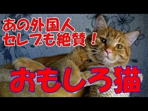 犬猫動画 海外の反応 日本の猫がおもしろ過ぎる あの外国人セレブも絶賛ツイート 世界に拡散中 長さ 3 55 犬猫おもしろ動画まとめ