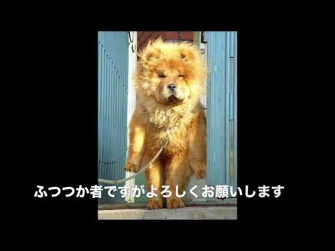 犬猫動画 面白 爆笑 犬 画像集まとめ 長さ 0 53 犬猫おもしろ動画まとめ