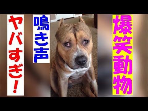 犬猫動画 超 おもしろ動物大発見 ネコも犬も鳥もみんな仰天 衝撃のハプニング 長さ 4 14 犬猫おもしろ動画まとめ 犬猫動画 超 おもしろ動物大発見 ネコも犬も鳥もみんな仰天 衝撃のハプニング 長さ 4 14 犬猫おもしろ動画まとめ