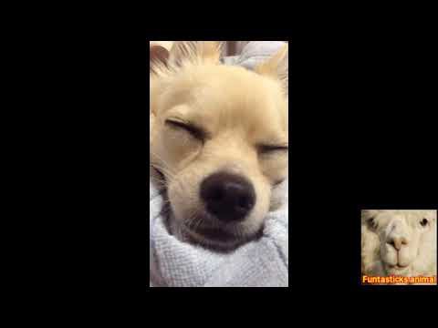 犬猫動画 見てて癒される犬たちの寝顔 Funtasticks Animal 長さ 2 33 犬猫おもしろ動画まとめ