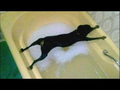 犬猫動画 犬がお風呂に入るのを必死に嫌がるおもしろ かわいい動画まとめ Part1 長さ 10 41 犬猫おもしろ動画まとめ
