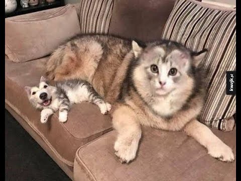 犬猫動画 面白い動物 あり得ないことをする犬 猫 おもしろ犬 猫のハプニング 失敗集 274 長さ 10 55 犬猫おもしろ 動画まとめ