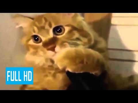 犬猫動画 猫 おもしろ 猫 かわいい Funny Cats Compilation Part 1 赤ちゃんが寝る音楽 ジブリ 長さ 9 41 犬猫おもしろ動画まとめ