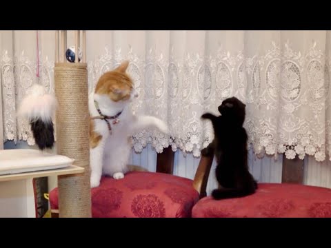 犬猫動画 先住猫のエア 猫パンチの連続がおもしろ トムとジェリーの世界 猫 Vs 子猫 35 長さ 34 02 犬猫おもしろ動画まとめ