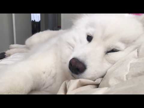 犬猫動画 甘えん坊のサモエド犬と一緒に1日遊ぶ 白いもふもふ犬が超かわいい Samoyed Puppy 長さ 2 52 犬猫おもしろ動画 まとめ