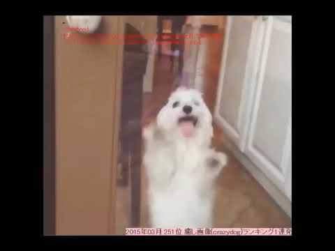 犬猫動画 15秒で癒される 可愛い おもしろい おバカな犬の動画 10連発 Cute And Funny Dog 360 X 480 長さ 1 47 犬猫おもしろ動画まとめ