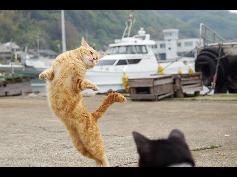犬猫動画 顔芸する面白猫画像集 のら猫拳 長さ 3 39 犬猫おもしろ動画まとめ