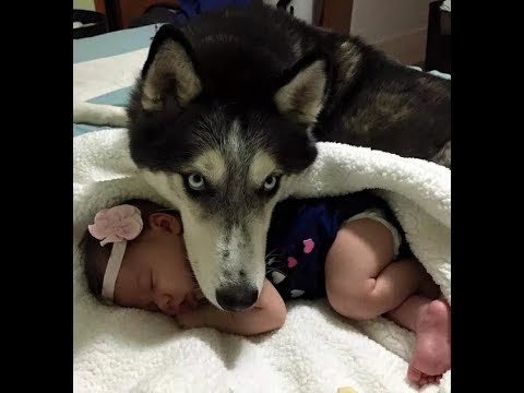 犬猫動画 赤ちゃんを必死であやす犬たち おもしろ赤ちゃんとハスキー ゴールデンレトリバー 長さ 10 38 犬猫おもしろ動画まとめ
