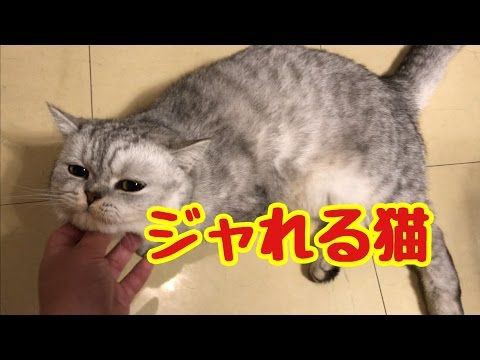 犬猫動画 猫ネコかわいいねこ じゃれるネコ ムクの日々 長さ 2 01 犬猫おもしろ動画まとめ