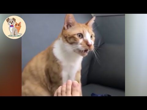 犬猫動画 おかしい猫 かわいい猫 おもしろ猫動画 Hd 笑いが止まらない 15 Kute Pets Tv 長さ 10 12 犬猫おもしろ動画まとめ