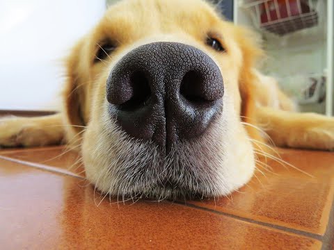 犬猫動画 かわいい犬たち かわいい子犬たちのおもしろ動画まとめ 長さ 7 17 犬猫おもしろ動画まとめ