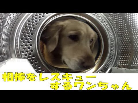 犬猫動画 絶対かわいい 笑える 相棒をレスキューする犬 長さ 1 22 犬猫おもしろ動画まとめ