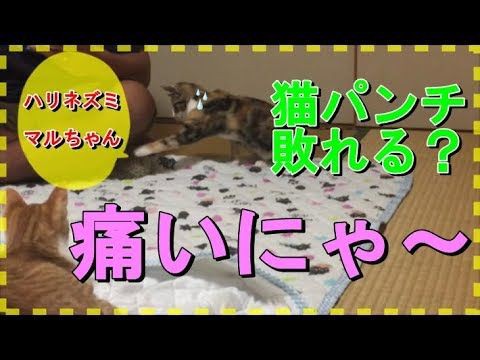 フェレット 犬 仲良し ただかわいい犬