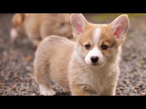 犬猫動画 かわいいコーギー犬の最高に可愛い おもしろハプニング動画集 1 長さ 11 11 犬猫おもしろ動画まとめ