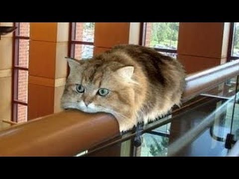 ベット 許容 扇動する 猫 おもしろ Jirapong Org