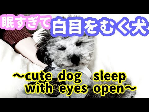 犬猫動画 眠すぎて白目になるトイプードル犬の動画 Cute Dog Sleep With Eyes Open 長さ 1 28 犬猫 おもしろ動画まとめ