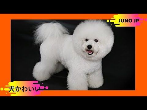 犬猫動画 Bichon ビションフリーゼ かわいい犬 最も面白いペットの 長さ 10 31 犬猫おもしろ動画まとめ