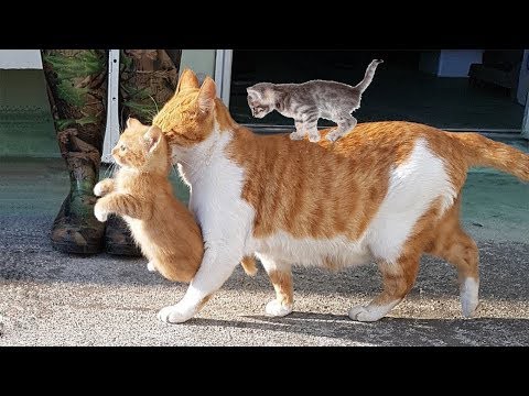 犬猫動画 かわいい猫 笑わないようにしようとしてください 最も面白い猫の映画 69 長さ 11 48 犬猫 おもしろ動画まとめ