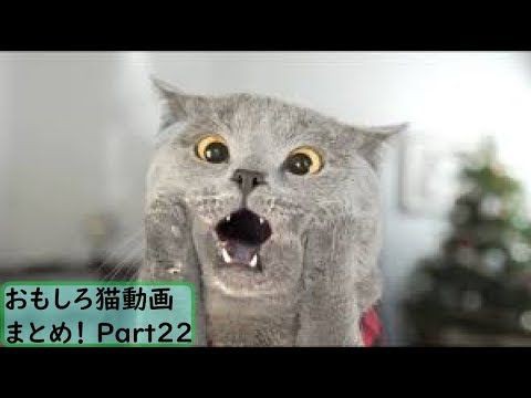 犬猫動画 おもしろ猫動画まとめ 22 かわいい 長さ 3 52 犬猫おもしろ動画まとめ