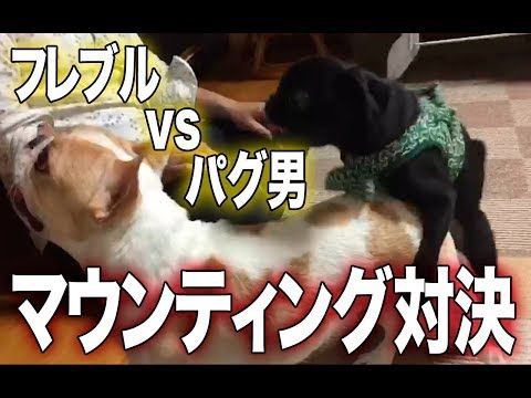 犬猫動画 パグの子犬とフレブルのマウンティング対決 おもしろ犬動画 長さ 5 01 犬猫おもしろ動画まとめ