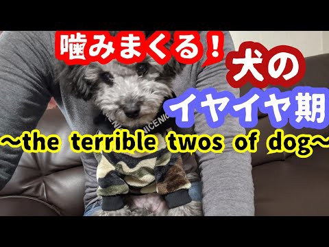 犬猫動画 犬のイヤイヤ反抗期 顔が怖いトイプードル 可愛すぎ注意 The Terrible Twos Of Dog 長さ 0 43 犬猫 おもしろ動画まとめ