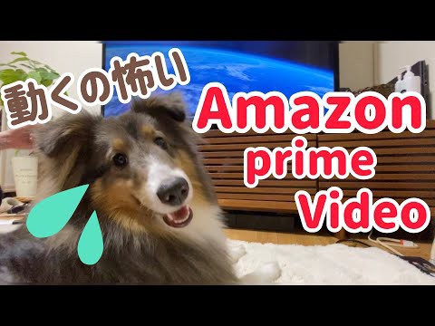 犬猫動画 Amazonプライムビデオのホーム画面にビビる犬 シェルティ 長さ 2 41 犬猫おもしろ動画まとめ