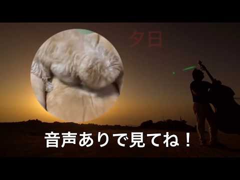 犬猫動画 犬 ヨープー モコ おもしろい映像 動画編集頑張ってみた 演奏 ホラー 長さ 0 36 犬猫おもしろ動画まとめ