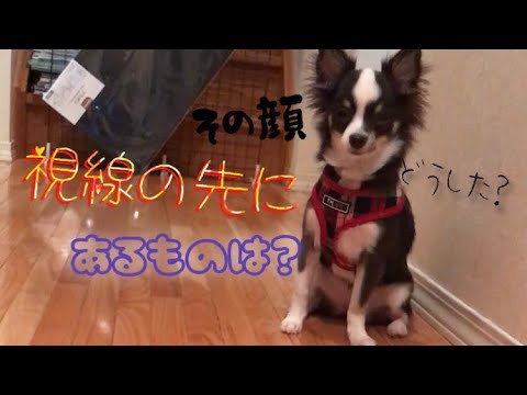 犬猫動画 犬のわがまま 面白動画 癒し満載 長さ 2 38 犬猫おもしろ動画まとめ