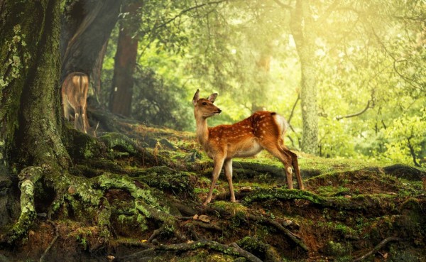 pixta_28510998_XLsmall