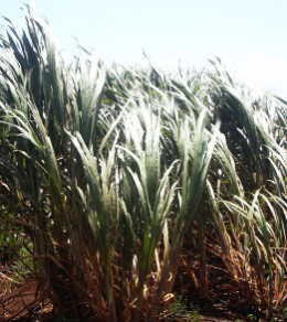 さとうきび畑 の作詞 作曲をした寺島尚彦の忌日に思うこと 老いの愉しみ