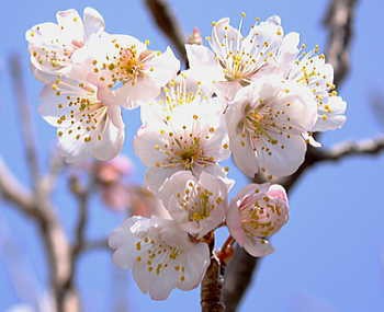 サクランボの実のなる桜の木 老いの愉しみ