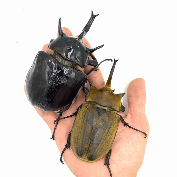 ★★マルスゾウカブト新成虫♀★★新成虫★★