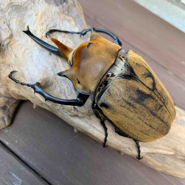 エレファスゾウカブト 飼育開始 : GOKUSAISHIKI