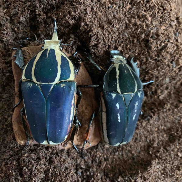 ウガンデンシス 管理名【DB-H in】 : GOKUSAISHIKI(サブ)