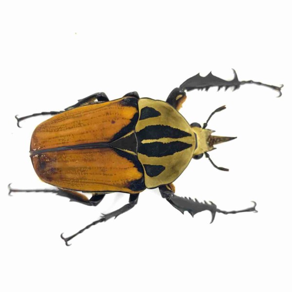 オーベルチュールオオツノカナブン(M,oberthueri) 飼育記 : GOKUSAISHIKI