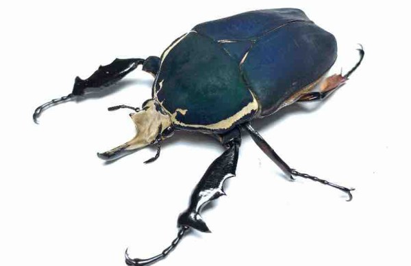 ウガンダ　ウガンデンシス　パープル、ブルー　3頭 羽化＆種親紹介】青いウガンデンシス が羽化しましたので紹介し