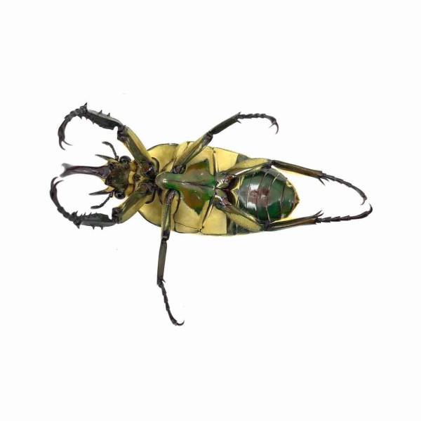 ポリフェムスオオツノカナブン(M,P,confluens) 飼育記 : GOKUSAISHIKI