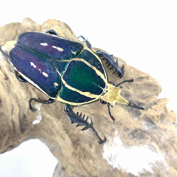 ウガンデンシス“DARK BLUE SOLID” : GOKUSAISHIKI(サブ)