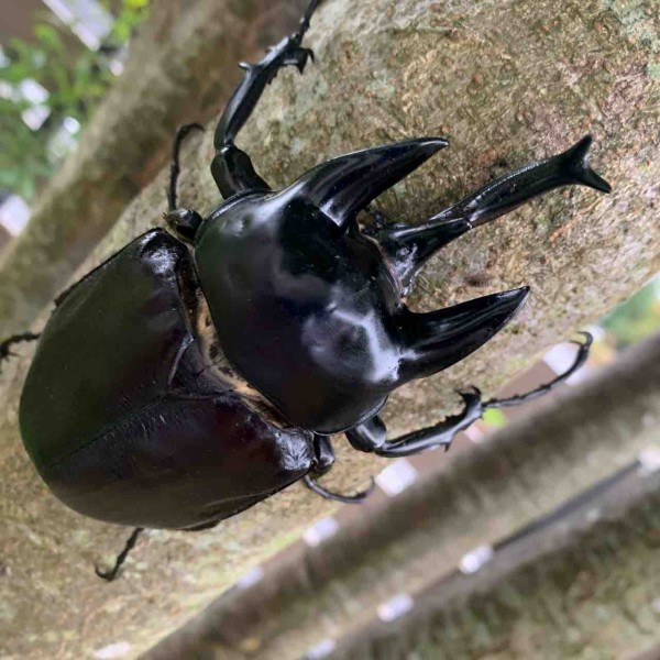 M,actaeon(アクティオンゾウカブト) 開始 : GOKUSAISHIKI(サブ)