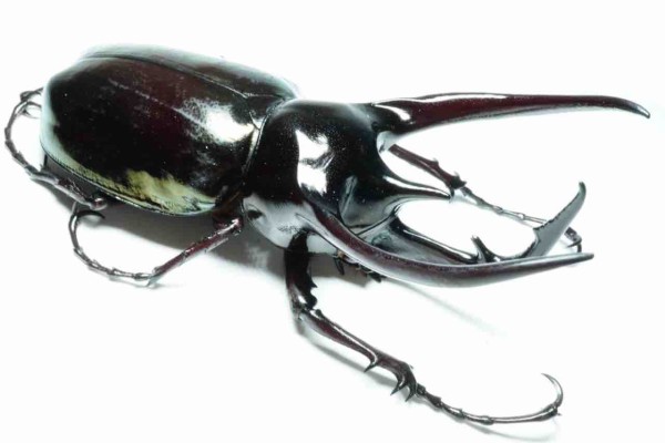 タイリク コーカサス オオカブト 新成虫 ♂114mm ♀63mm ペア